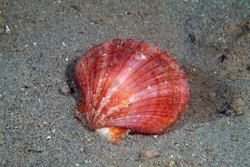 Aequipecten opercularis